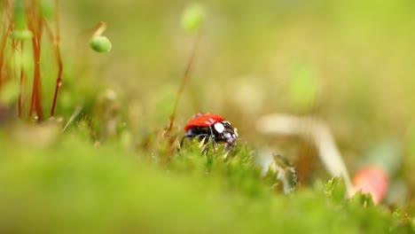 close-up de la vida silvestre de una mariquita en la hierba verde en el bosque