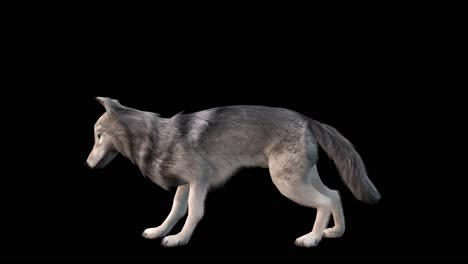 Ein-Grauer-Wolf,-Der-Eine-Schleife-Auf-Schwarzem-Hintergrund-Frisst,-Mit-Alphakanal-Am-Ende-Des-Videos,-3D-Animation,-Animierte-Tiere,-Nahtlose-Schleifenanimation