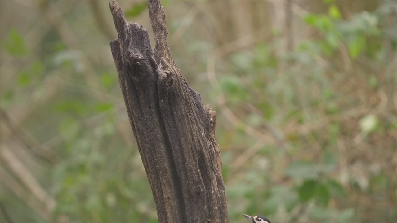 Great spotted woodpecker perched still on forest branch, light wind, shallow forest depth