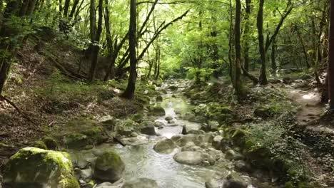 drone está volando sobre un pequeño arroyo en el bosque, naturaleza intacta