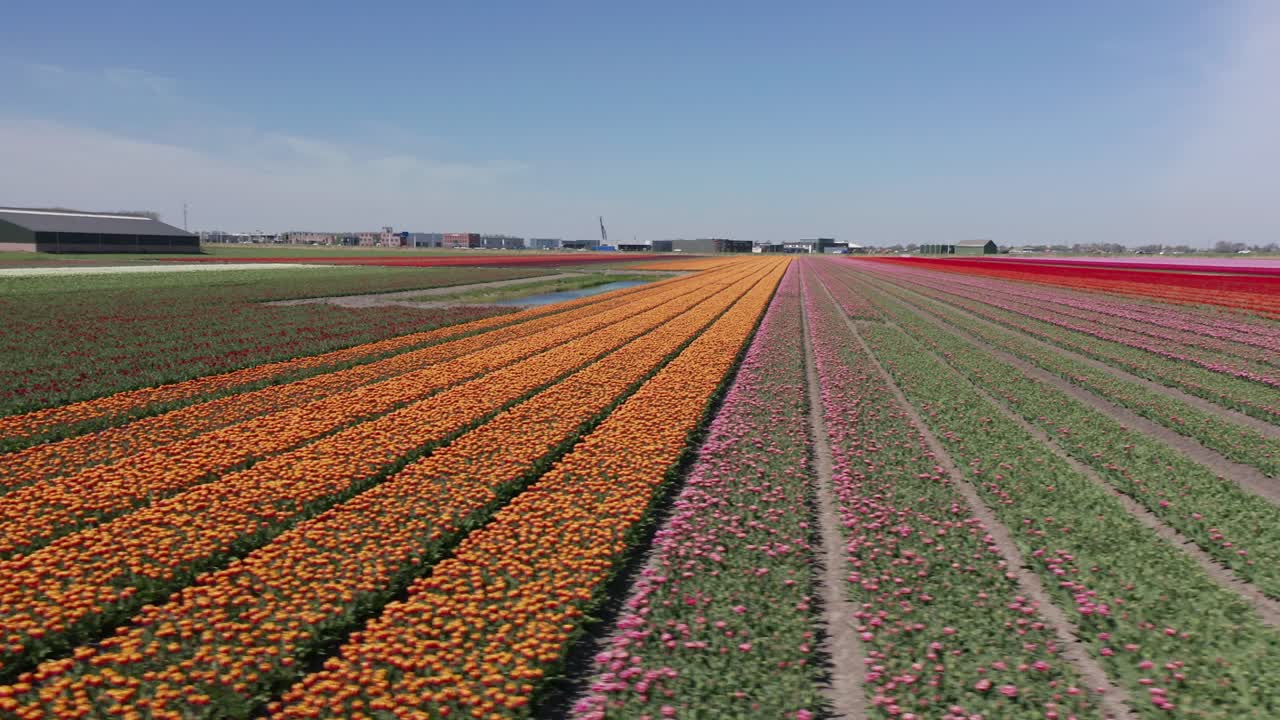 Low aerial of rows of colorful tulips in a beautiful field in the Netherlands