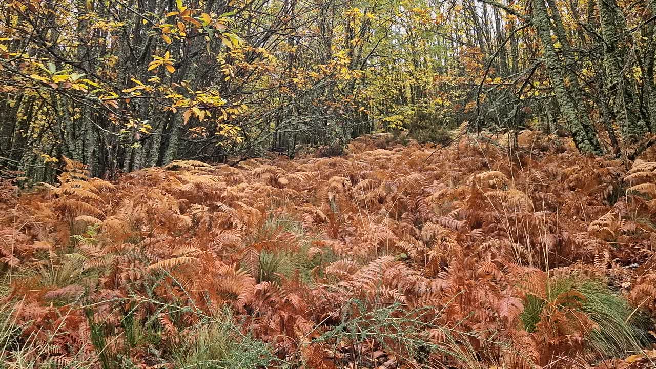 Dense autumn forest of silver birch trees in Sierra de Gredos, Spain. Textured trunks and vibrant yellow foliage capture the changing season and natural beauty of the mountain wilderness