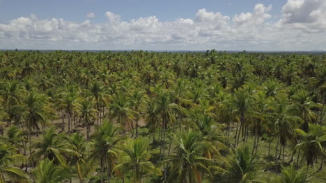 una hermosa vista de las vastas palmeras dentro del área de las piscinas naturales de barra de lagoa en morro de são paulo, bahía, brasil, con cautivadoras arenas blancas para completar su belleza.