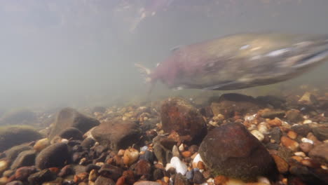 Un-Salmón-Nada-Bajo-El-Agua