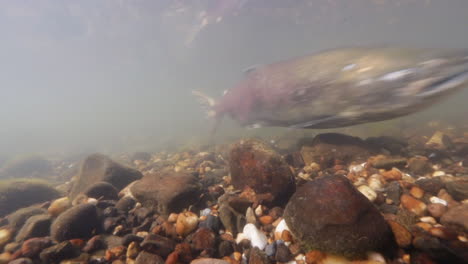 un salmón nada bajo el agua