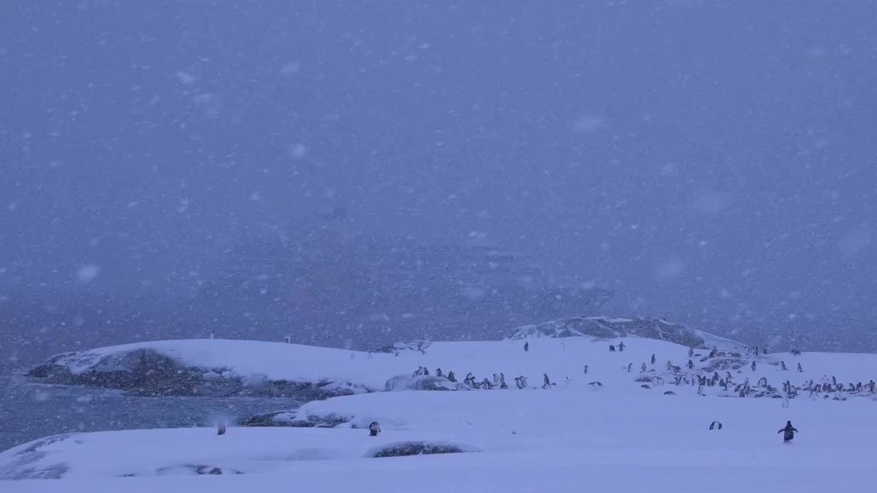 An Antarctic Snow Storm with a Rookery of Penguins and a Ghostly Outline of a Ship in the Background through the Blizzard
