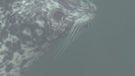 esta linda foca de puerto está siendo graciosa