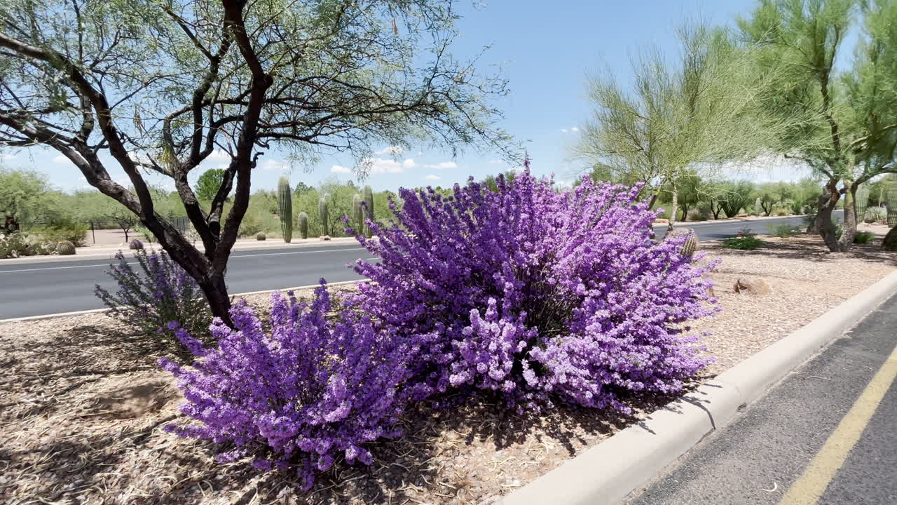 arbusto de color púrpura brillante llamado salvia púrpura de texas
