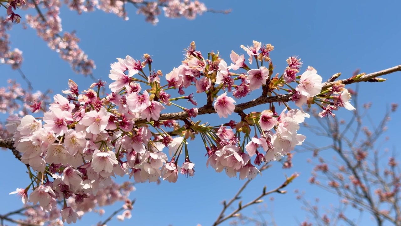Primo piano di fiori di ciliegio in fiore su un ramo sotto la luminosa luce solare primaverile