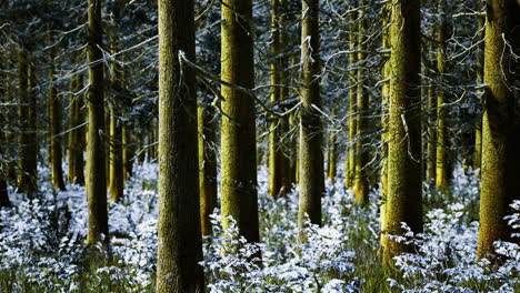 peaceful winter forest with tall trees and snow covered ground in daylight