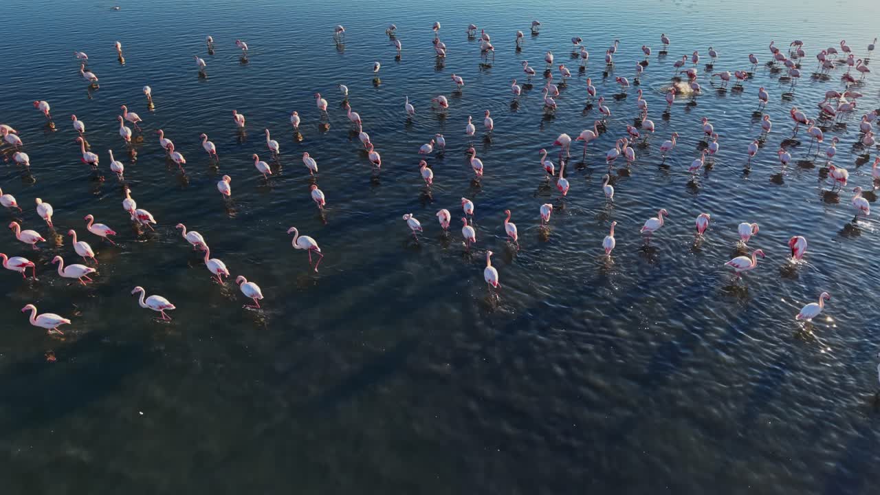 Flamingos gather and wade in shallow water during daylight at the lake