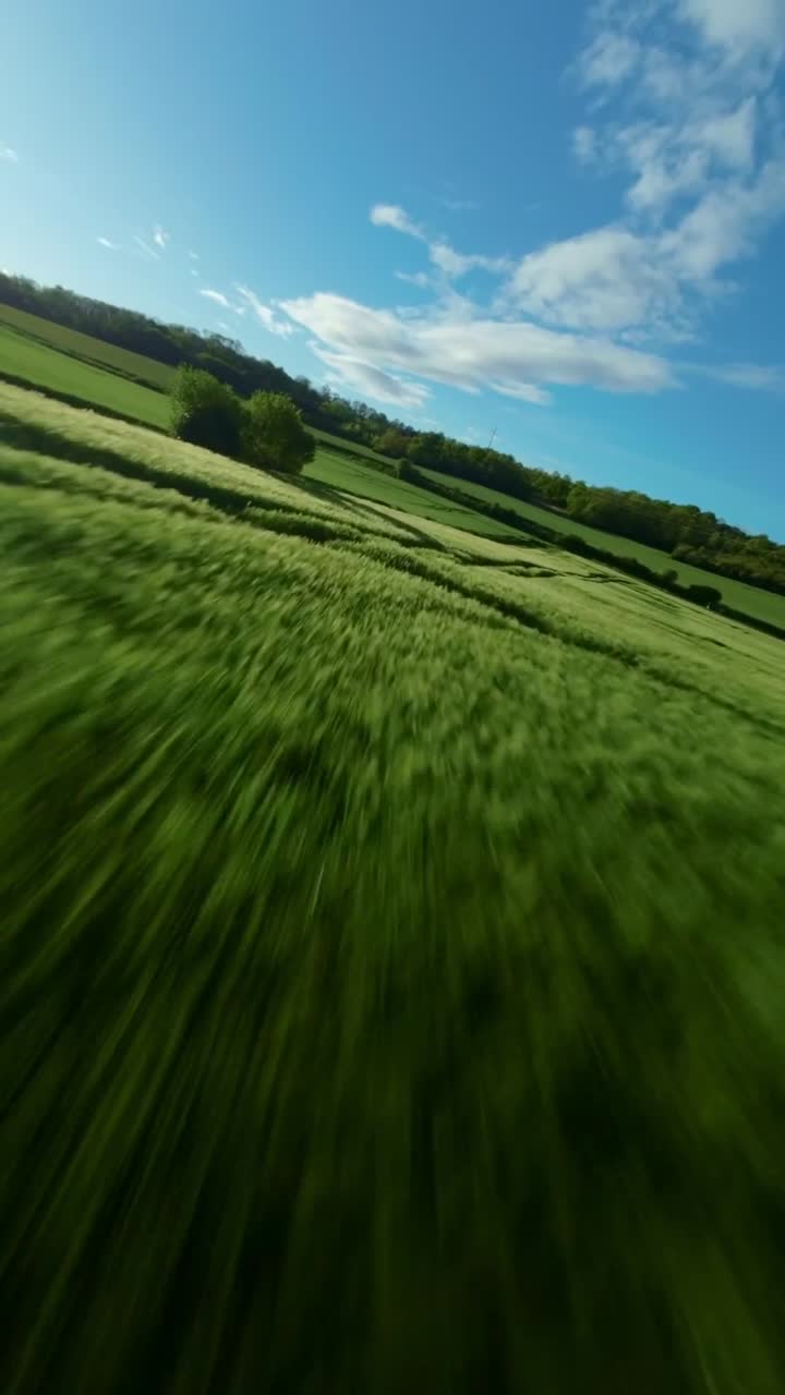 Rollio FPV stabile e discesa bassa sopra filari di orzo che creano motivi fluidi e uniformi attraverso i terreni agricoli, verticale