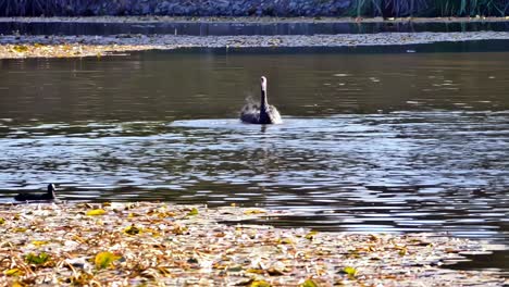 black swan and shelducks frolic together in the water at centennial parklands, sydney, australia.