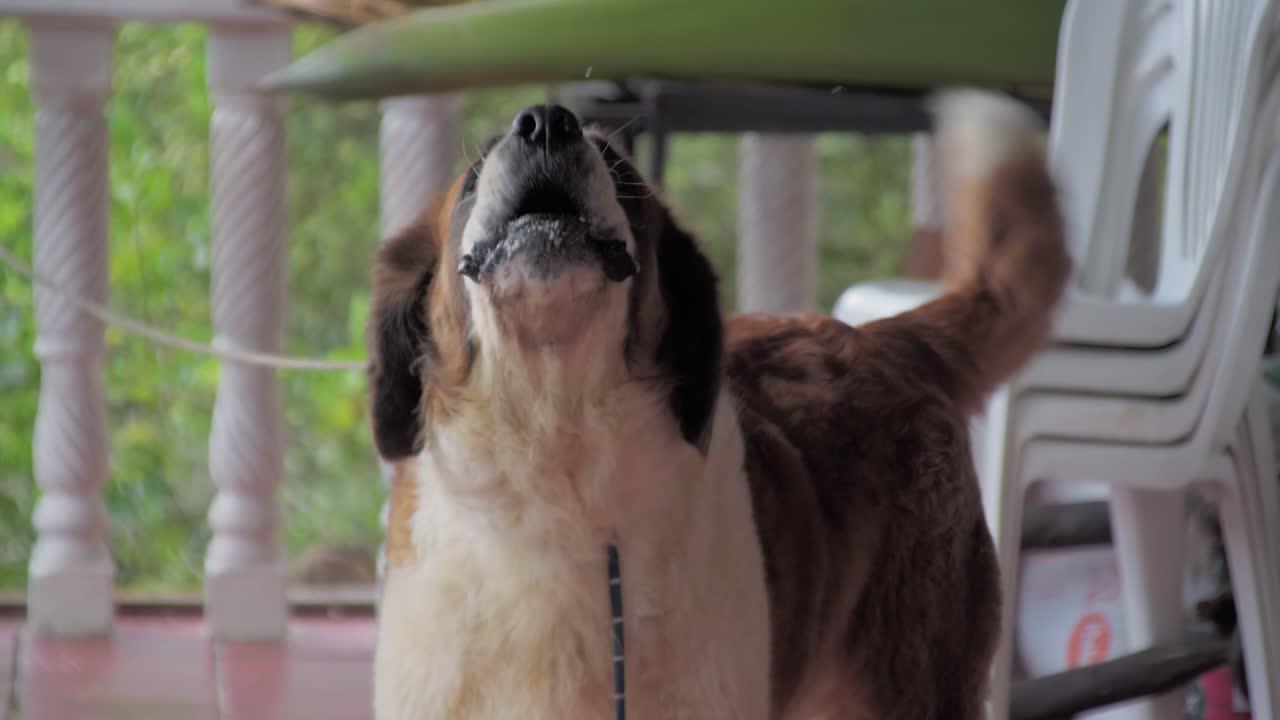 slow-mo st에서 짖는 세인트 버나드 개. 남자 이름