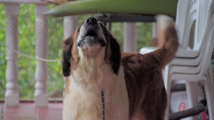 Barking saint bernard dog in slow-mo st. bernard