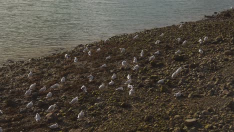 high angle shot over large colony of seagulls gathered on a rocky beach just before sunset