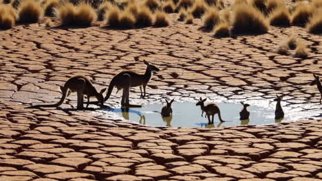 kangaroos at a waterhole in the australian desert