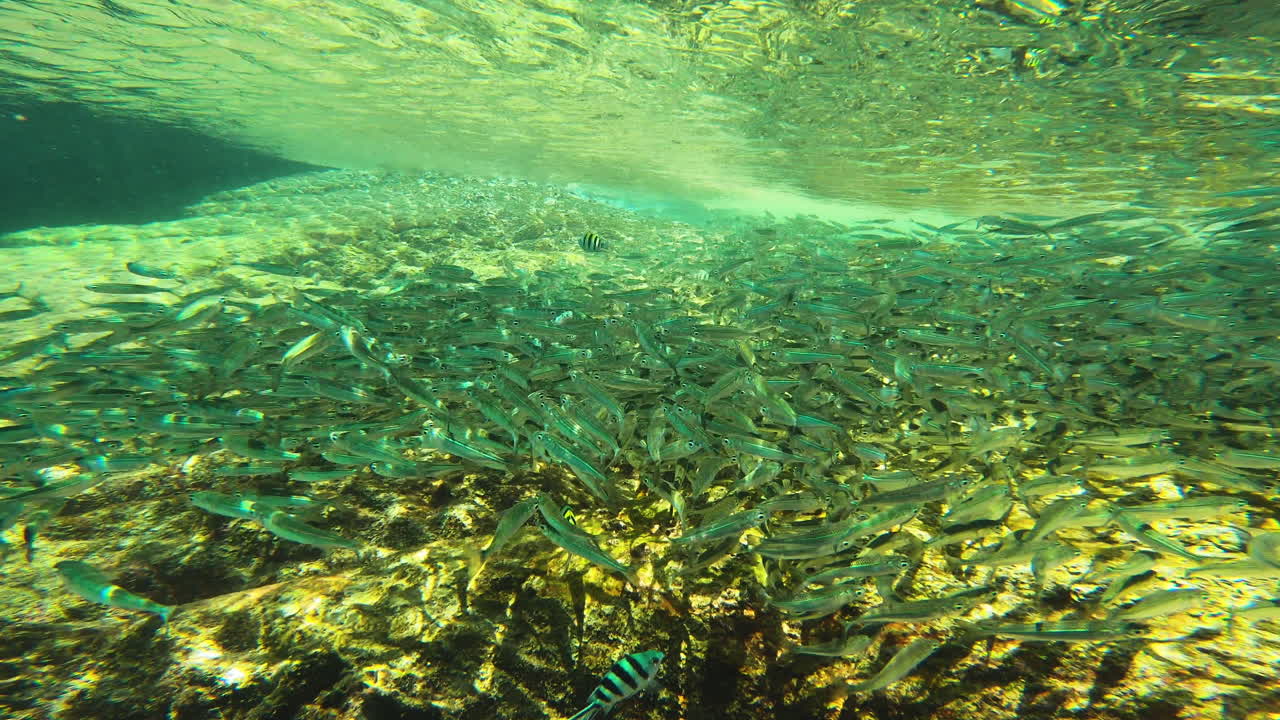 Underwater view of groups of tropical fish in the shallow waters off Koh Tao, Phang-nga, Thailand, Dolly forward shot