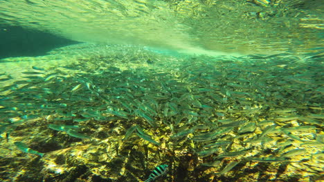 vista submarina de grupos de peces tropicales en las aguas poco profundas de koh tao, phang-nga, tailandia, toma de dolly hacia adelante