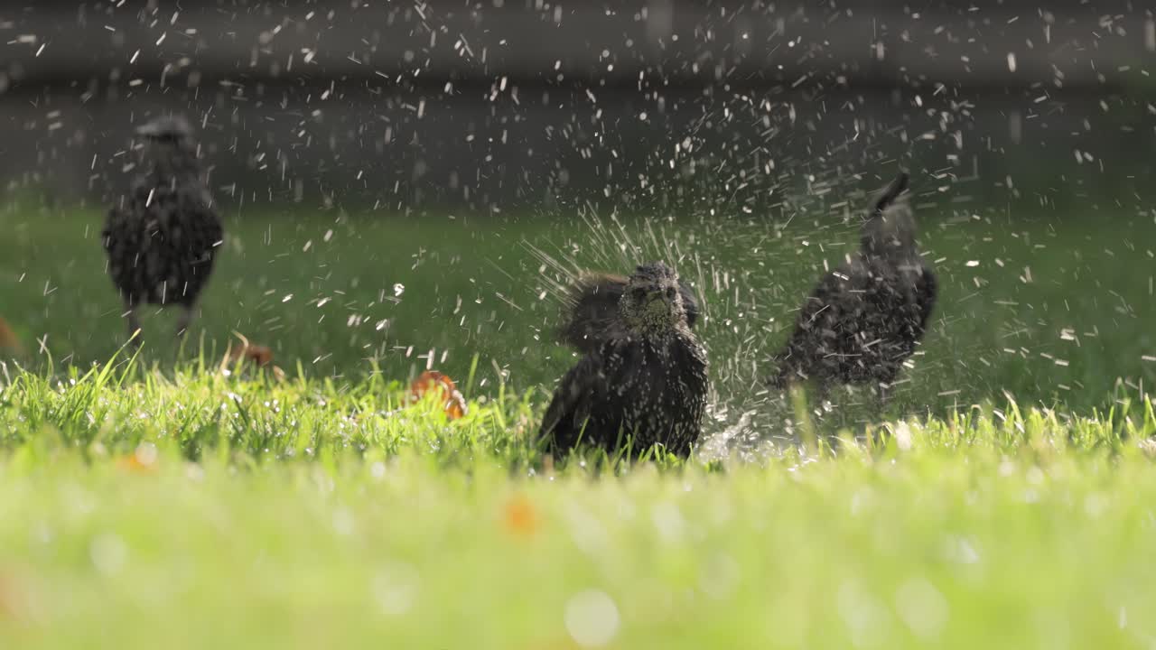 Starling escapes from the heat and swims