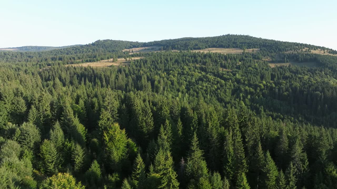 Lush green forest stretches over rolling hills under a bright blue sky in daytime