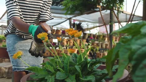 Sprühen-Von-Orangefarbenen-Blumen-Mittlerer-Schuss