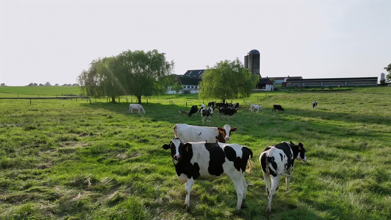 Group of cows on grass field of American farmstead. Aerial view. Sunset time with silo storage in background. Summer season
