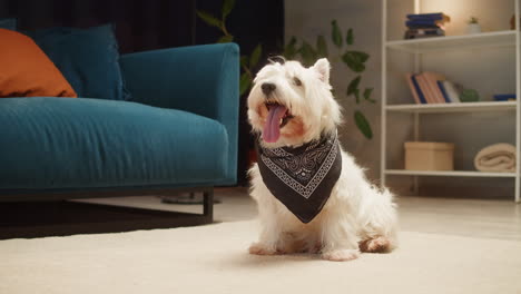 cute west highland white terrier dog with bandana in living room