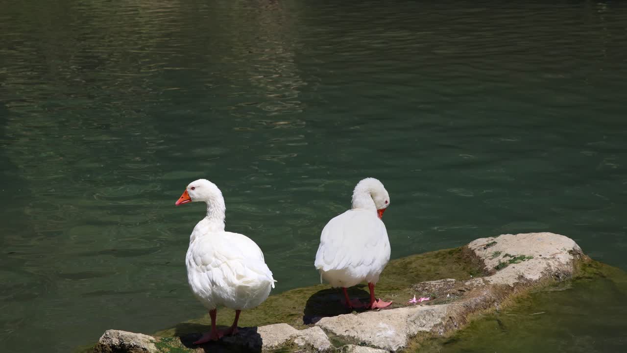 dos gansos blancos se relajan y arrancan las plumas en una roca rodeada por un lago en la soleada grecia