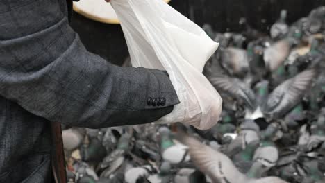 feeding pigeons