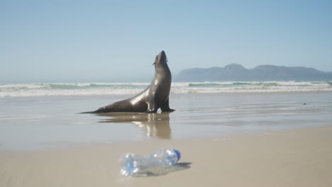 Robbe-Am-Strand-An-Einem-Sonnigen-Tag