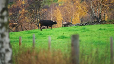 Young-cows-walking-on-the-green-lush-meadow