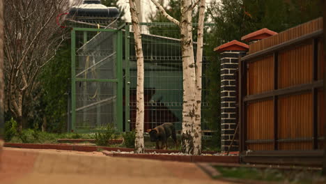 slow motion wide angle shot of a cute small puppy sniffing around outside a park