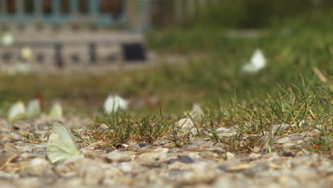 un primerísimo plano de pequeñas mariposas blancas volando y aterrizando en grava rodeada de hierba
