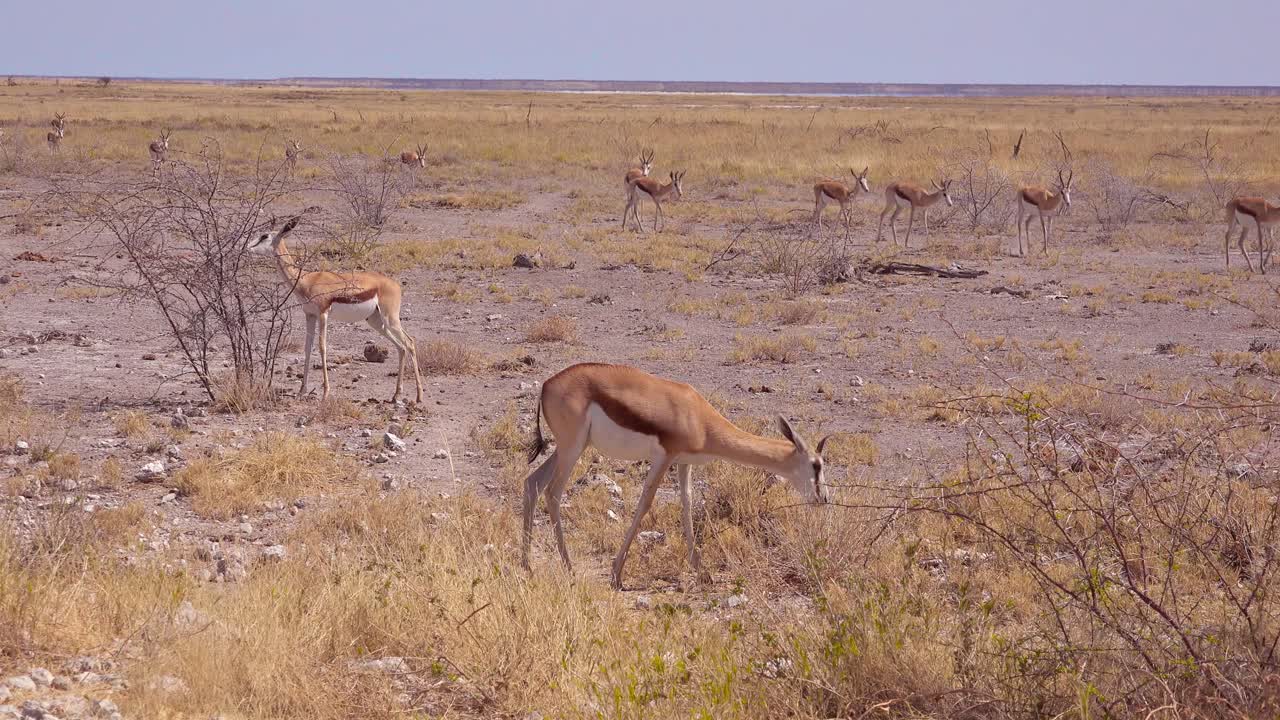 스프링복 가젤 영양은 에토샤 국립공원 나미비아의 아프리카 사바나를 가로질러 걷는다