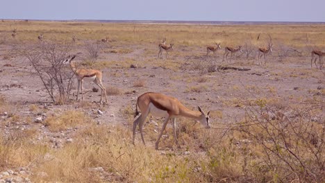 el antílope gacela springbok camina por la sabana africana en el parque nacional de etosha, namibia