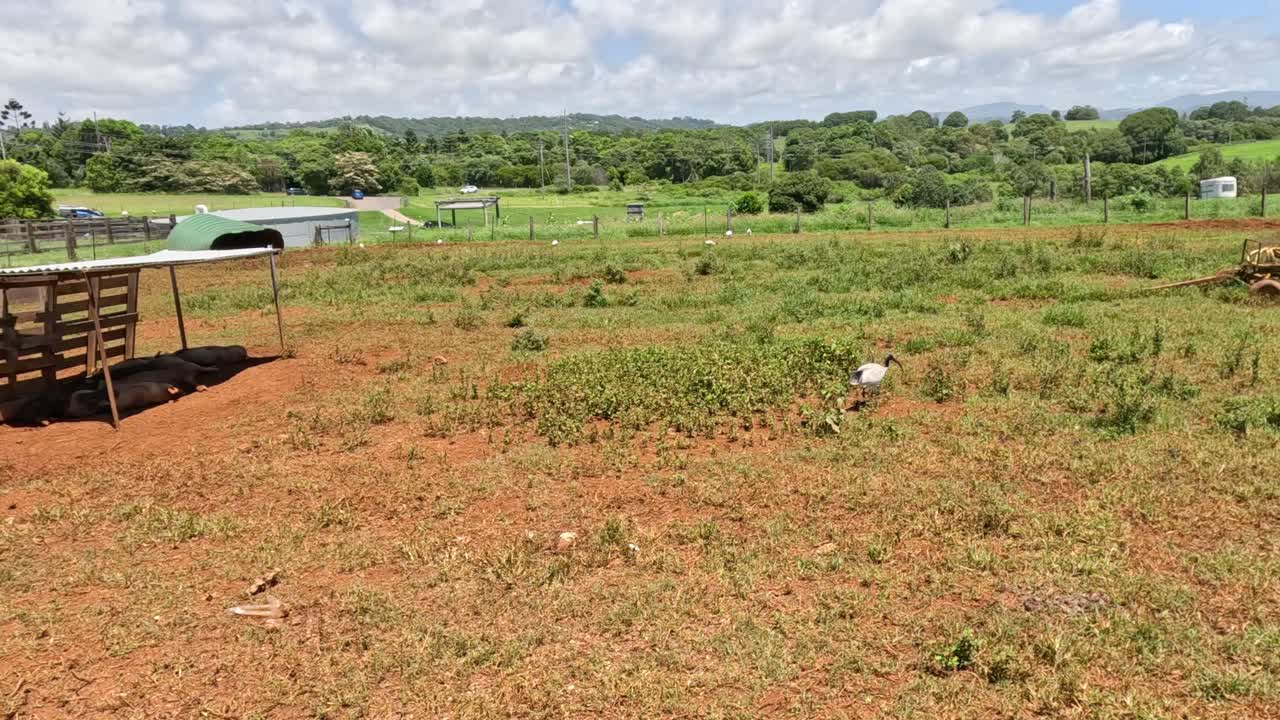 울타리로 둘러싸인 시골 지역에서 목축하고 이동하는 동물