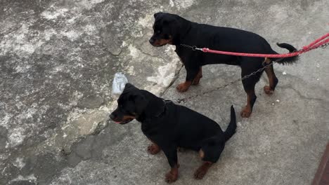 perros rottweiler encadenados a la pared que quieren atención y escapar de la domesticación