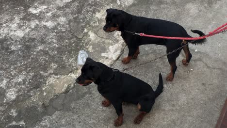 rottweiller dogs chained to the wall wanting attention and to escape from domestication