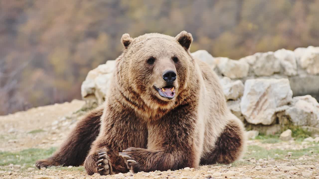 Slow motion of brown bear calmly lying on rocky terrain surrounded by nature, 4K
