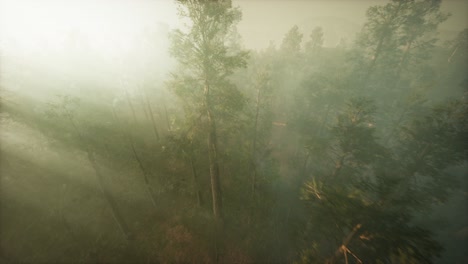 Drone-breaking-through-the-fog-to-show-redwood-and-pine-tree