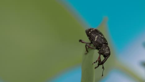 black large weevil crawling on the leaf 4k fs700 odyssey 7q