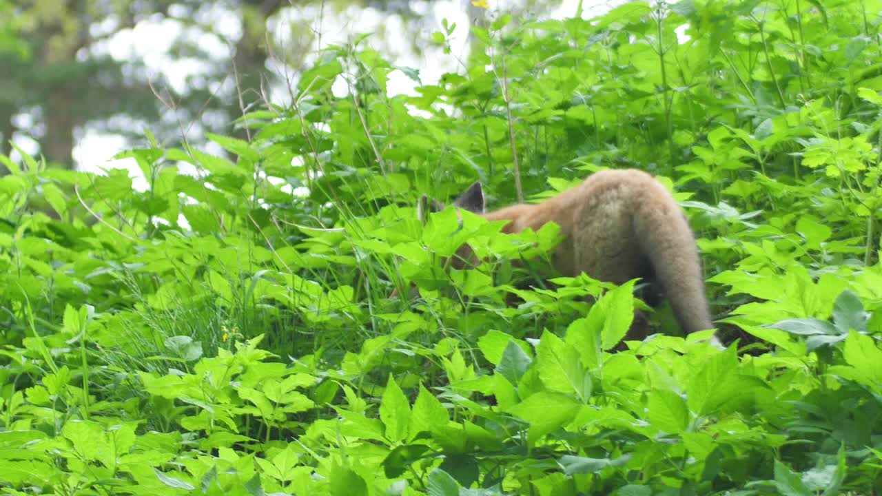 милый детеныш лисицы стоит в траве и смотрит в камеру