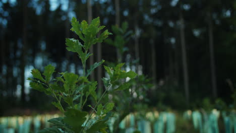 Close-up-shot-of-a-growing-broadleaf-tree-in-a-tree-field