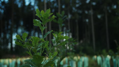 primer plano de un árbol de hoja ancha en crecimiento en un campo de árboles