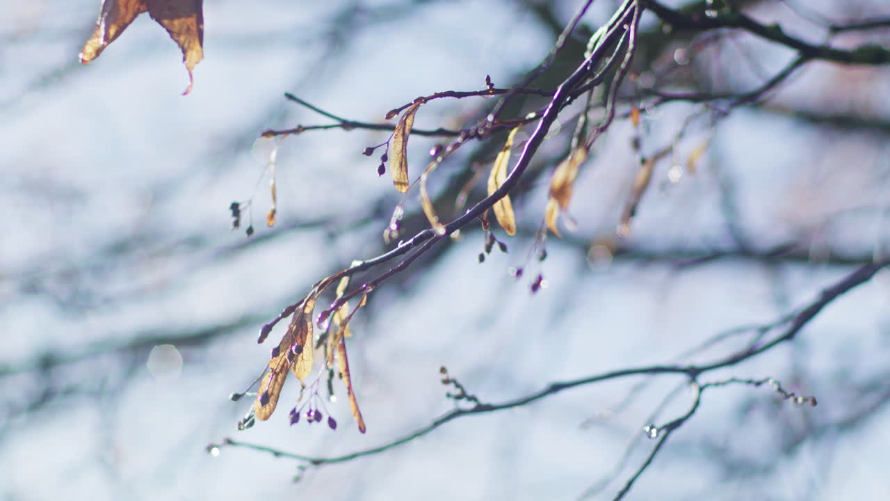 가을에 나뭇가지에 매달려 있는 몇 개의 노란 잎의 시차 샷