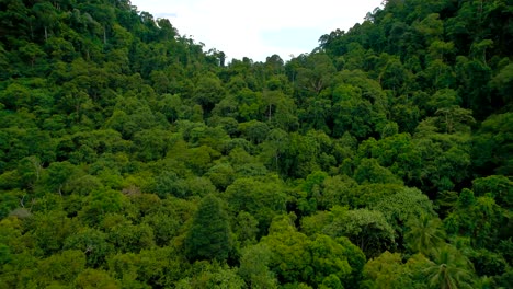 Drone-forward-moving-shot-over-green-forest-along-mountain-range-in-Penang-National-Park,-Penang,-Malaysia-during-evening-time