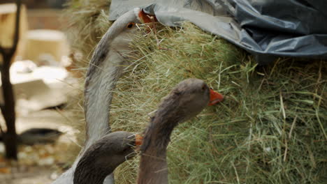geese feeding on hay