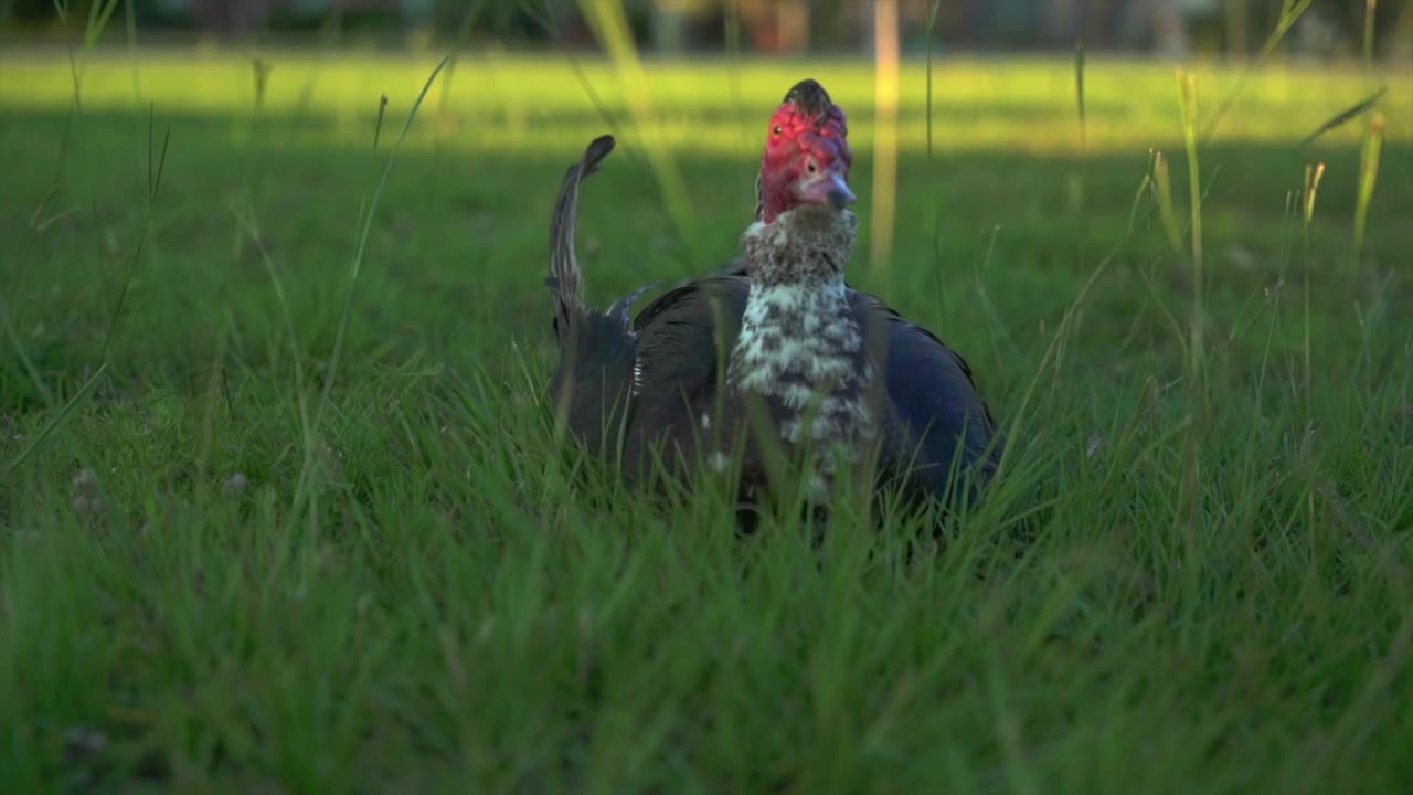 A colorful duck rests in the grass on a warm summer evening