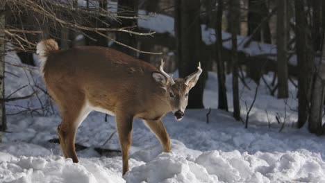 Whitetail-Deer-Buck-Dreht-Und-Geht-Im-Schnee-Slomo